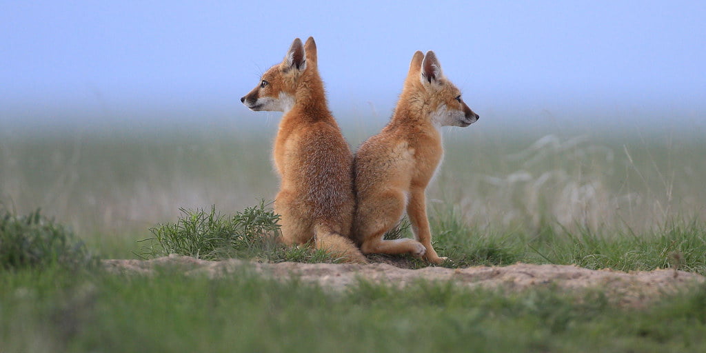 I have got your back